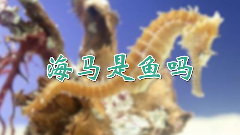 海馬是魚嗎