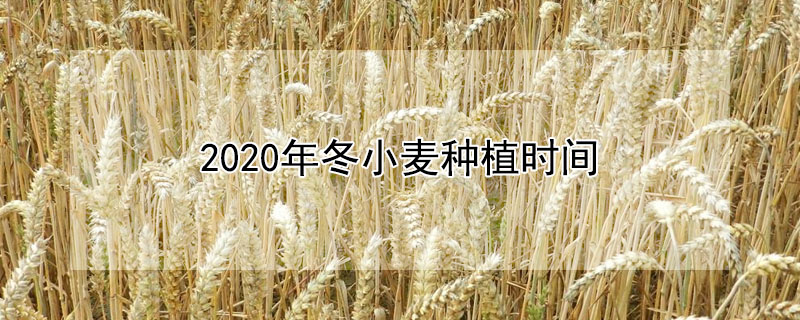 2020年冬小麥種植時(shí)間