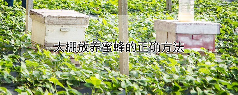 大棚放養蜜蜂的正確方法