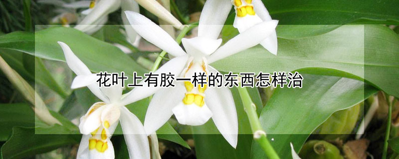 花葉上有膠一樣的東西怎樣治