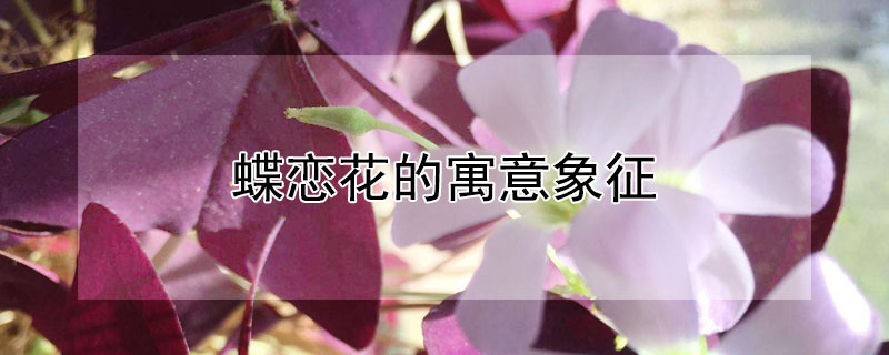 蝶戀花的寓意象征