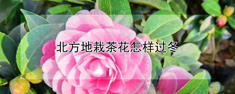 北方地栽茶花怎樣過冬