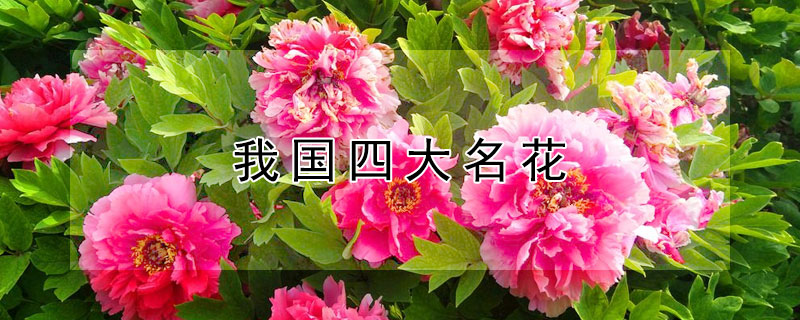 我國四大名花