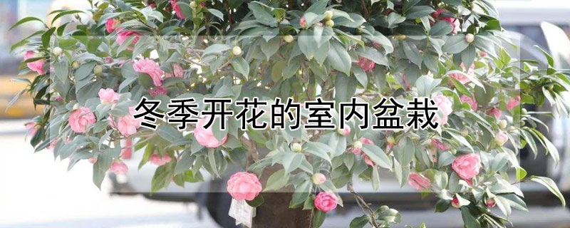 冬季開花的室內(nèi)盆栽