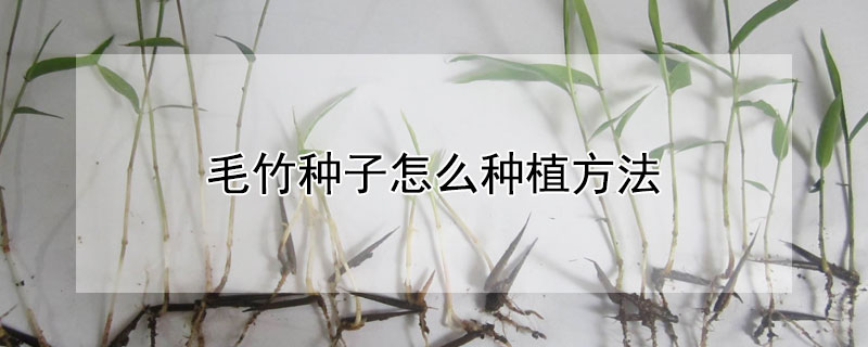 毛竹種子怎么種植方法