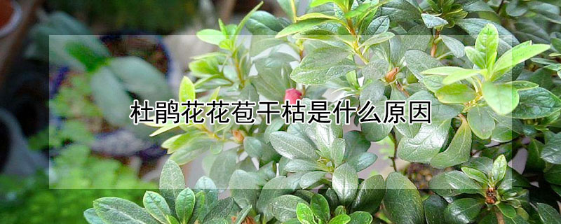 杜鵑花花苞干枯是什么原因