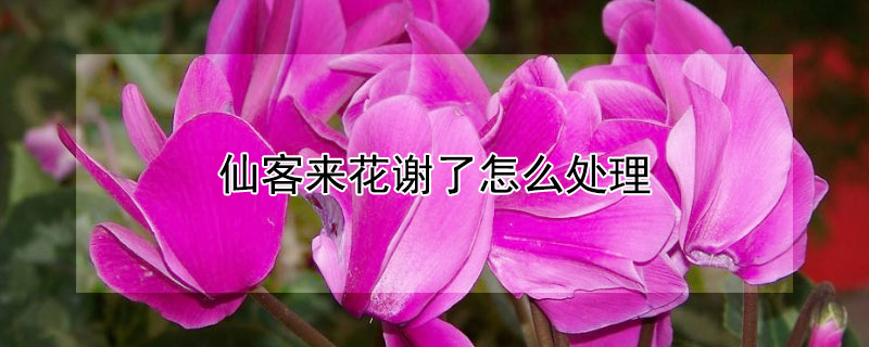 仙客來花謝了怎么處理