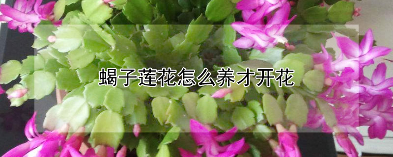 蝎子蓮花怎么養才開花