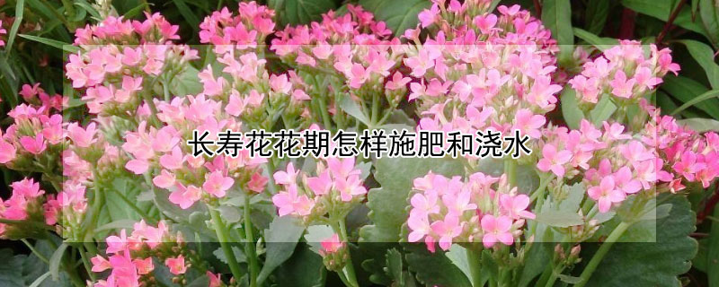 長壽花花期怎樣施肥和澆水