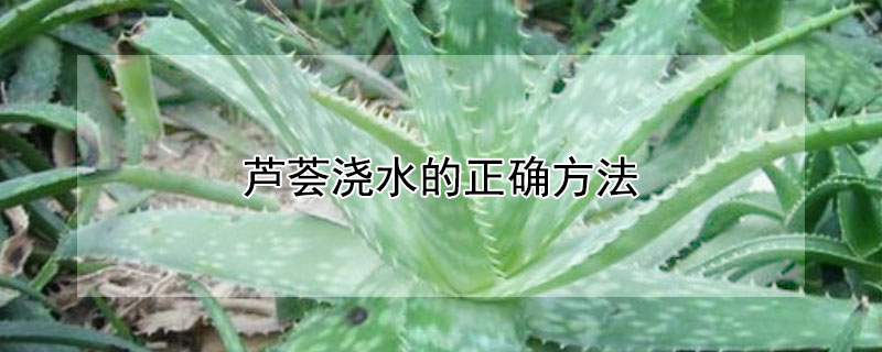 蘆薈澆水的正確方法