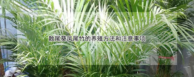 散尾葵鳳尾竹的養殖方法和注意事項