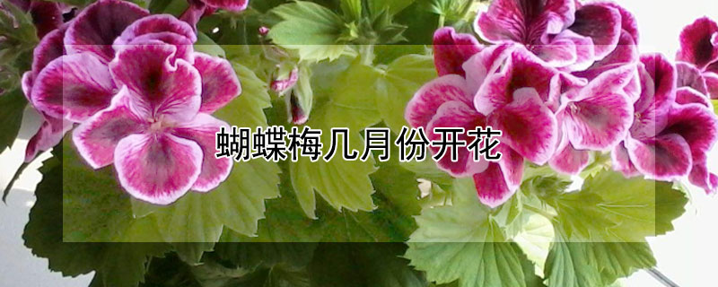 蝴蝶梅幾月份開花