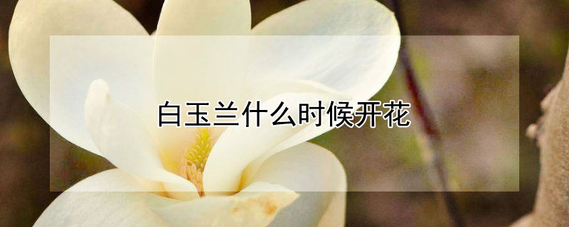 白玉蘭什么時(shí)候開花