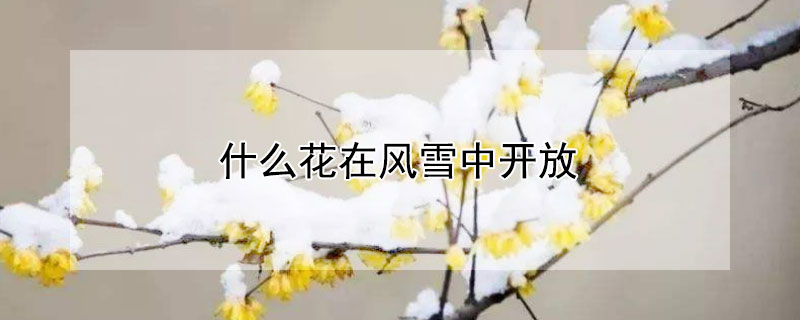 什么花在風雪中開放