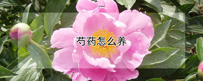 芍藥怎么養(yǎng)