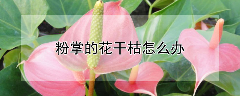 粉掌的花干枯怎么辦