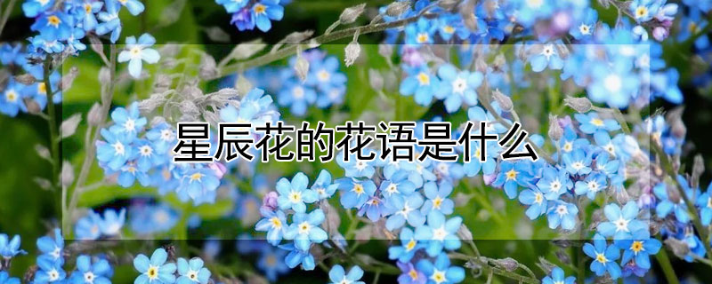 星辰花的花語(yǔ)是什么