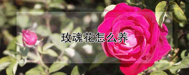 玫魂花怎么養