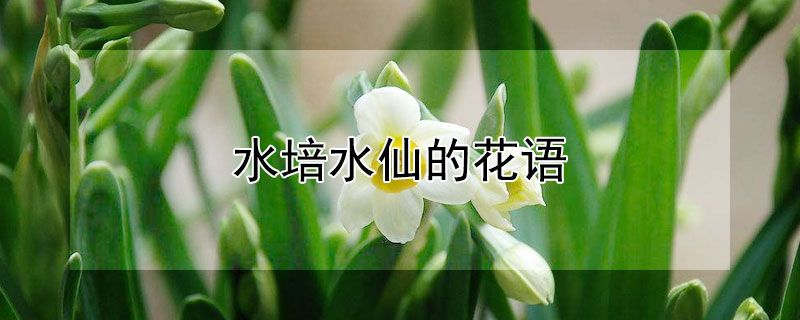 水培水仙的花語(yǔ)