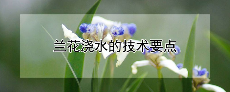 蘭花澆水的技術要點