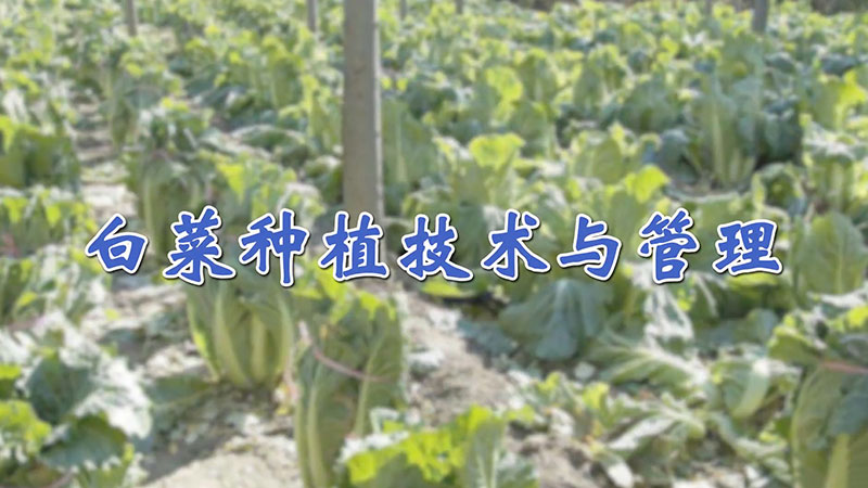 白菜種植技術(shù)與管理