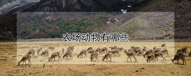 農(nóng)場動物有哪些