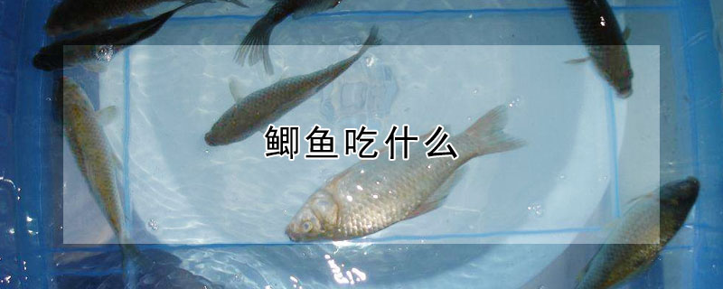 鯽魚吃什么