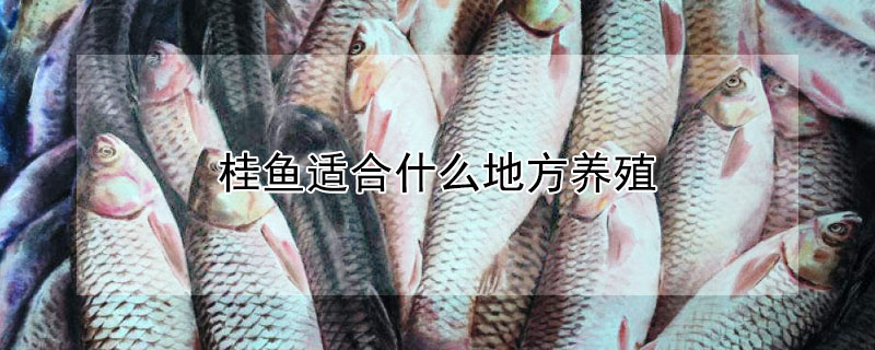 桂魚適合什么地方養(yǎng)殖