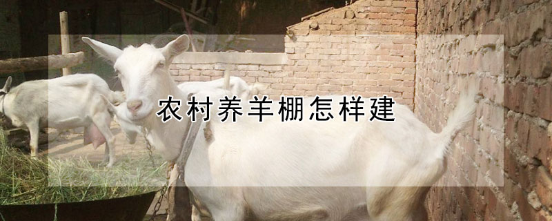 農村養(yǎng)羊棚怎樣建