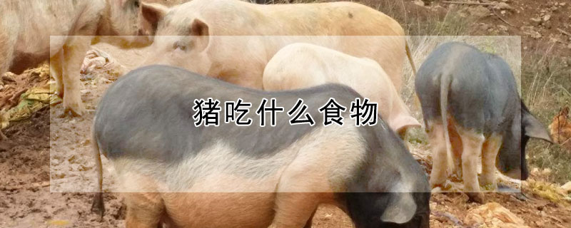 豬吃什么食物