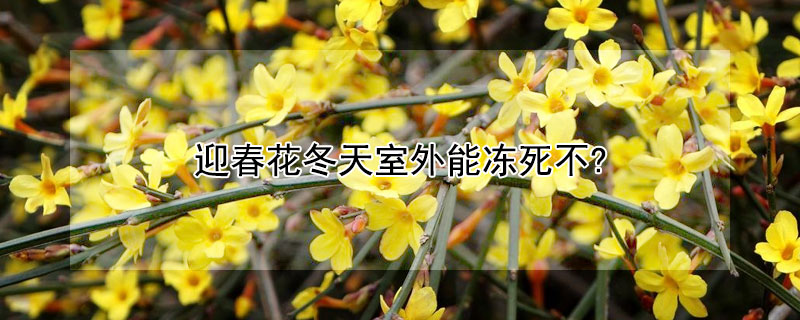 迎春花冬天室外能凍死不?