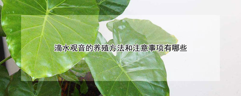 滴水觀音的養殖方法和注意事項有哪些