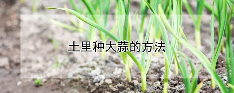 土里種大蒜的方法