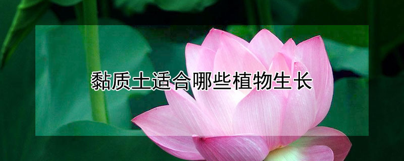 黏質(zhì)土適合哪些植物生長