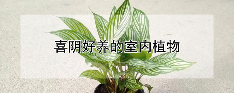 喜陰好養(yǎng)的室內(nèi)植物