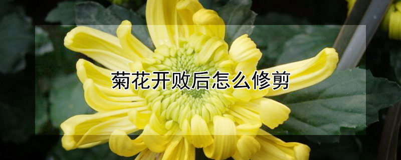 菊花開敗后怎么修剪