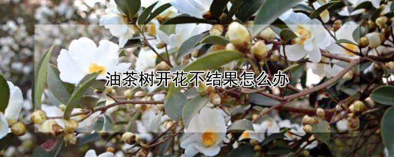 油茶樹(shù)開(kāi)花不結(jié)果怎么辦