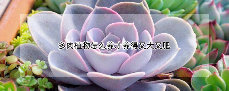 多肉植物怎么養(yǎng)才養(yǎng)得又大又肥