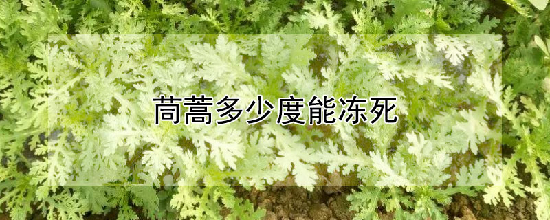 茼蒿多少度能凍死