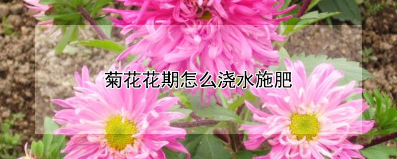 菊花花期怎么澆水施肥