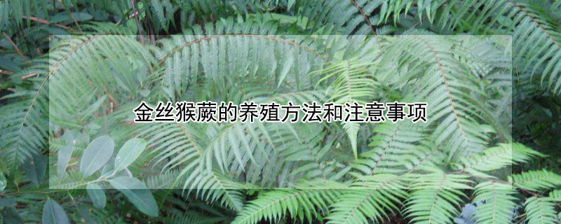 金絲猴蕨的養殖方法和注意事項