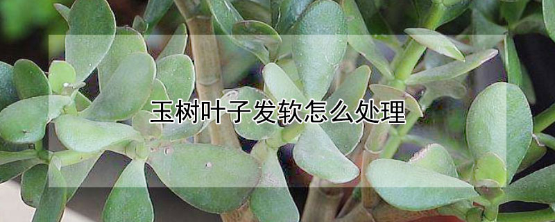 玉樹葉子發軟怎么處理