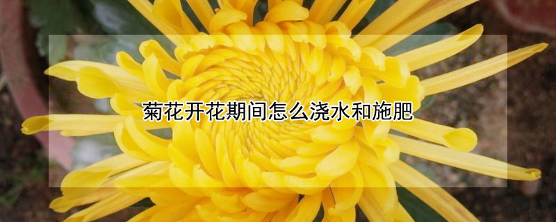 菊花開花期間怎么澆水和施肥