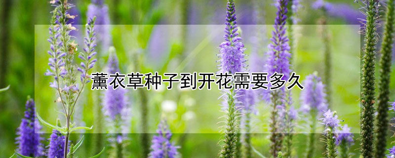 薰衣草種子到開花需要多久