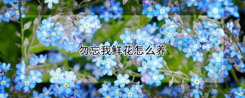 勿忘我鮮花怎么養(yǎng)