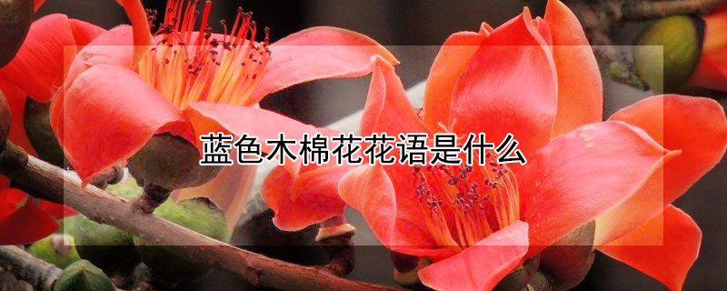 藍(lán)色木棉花花語是什么