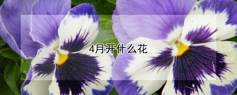 4月開什么花