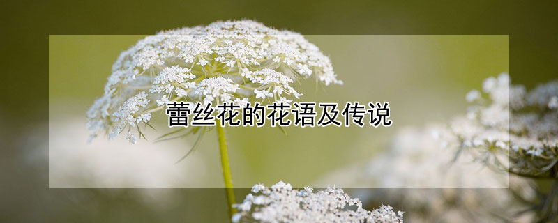 蕾絲花的花語及傳說