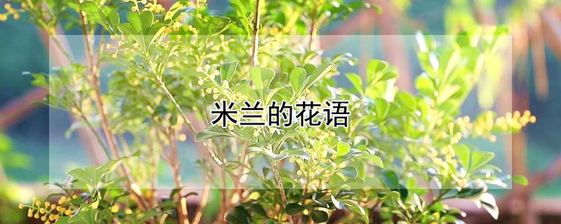 米蘭的花語(yǔ)