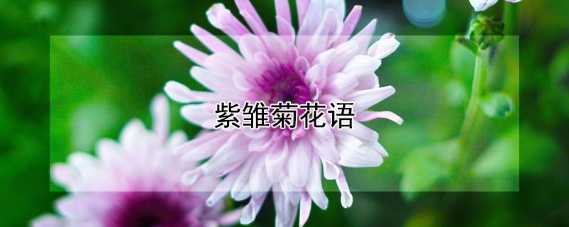 紫雛菊花語(yǔ)